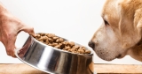 What’s the Best Dry Dog Food
